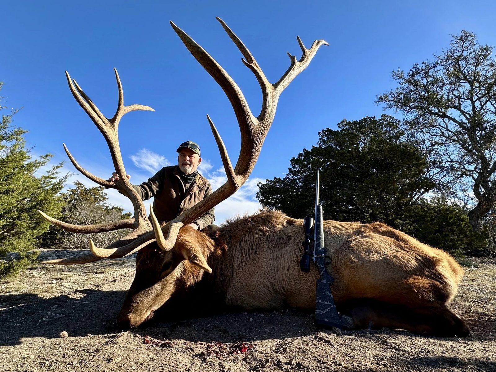 Heavy-antlered trophy bull elk at Texas Hunt Lodge